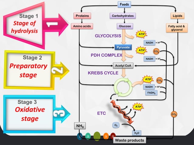 Biological oxidation Bioenergetics and general concepts (part - I ...