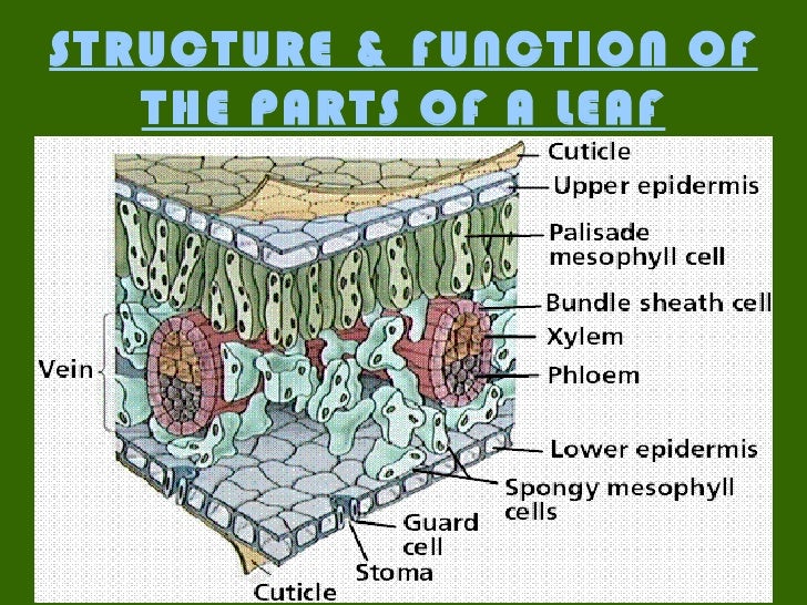 26 Label The Internal Parts Of The Chloroplast Labels 2021