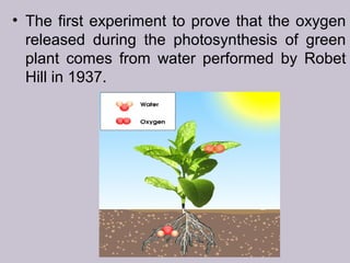 • The first experiment to prove that the oxygen
released during the photosynthesis of green
plant comes from water performed by Robet
Hill in 1937.
 