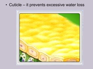 • Cuticle – it prevents excessive water loss
 