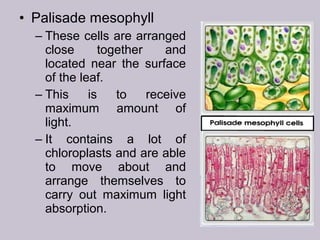 • Palisade mesophyll
– These cells are arranged
close together and
located near the surface
of the leaf.
– This is to receive
maximum amount of
light.
– It contains a lot of
chloroplasts and are able
to move about and
arrange themselves to
carry out maximum light
absorption.
 