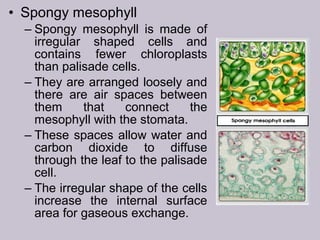 • Spongy mesophyll
– Spongy mesophyll is made of
irregular shaped cells and
contains fewer chloroplasts
than palisade cells.
– They are arranged loosely and
there are air spaces between
them that connect the
mesophyll with the stomata.
– These spaces allow water and
carbon dioxide to diffuse
through the leaf to the palisade
cell.
– The irregular shape of the cells
increase the internal surface
area for gaseous exchange.
 