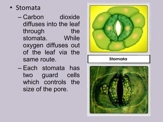 • Stomata
– Carbon dioxide
diffuses into the leaf
through the
stomata. While
oxygen diffuses out
of the leaf via the
same route.
– Each stomata has
two guard cells
which controls the
size of the pore.
 
