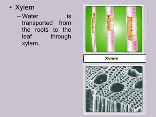• Xylem
– Water is
transported from
the roots to the
leaf through
xylem.
 