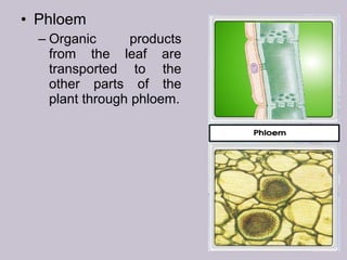 • Phloem
– Organic products
from the leaf are
transported to the
other parts of the
plant through phloem.
 