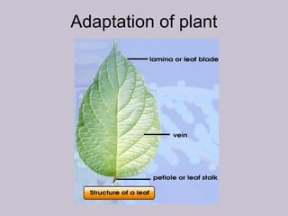 Adaptation of plant
 