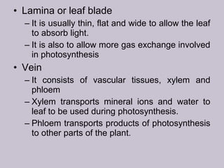 • Lamina or leaf blade
– It is usually thin, flat and wide to allow the leaf
to absorb light.
– It is also to allow more gas exchange involved
in photosynthesis
• Vein
– It consists of vascular tissues, xylem and
phloem
– Xylem transports mineral ions and water to
leaf to be used during photosynthesis.
– Phloem transports products of photosynthesis
to other parts of the plant.
 