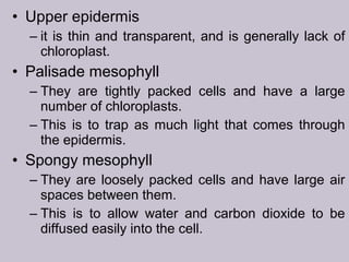• Upper epidermis
– it is thin and transparent, and is generally lack of
chloroplast.
• Palisade mesophyll
– They are tightly packed cells and have a large
number of chloroplasts.
– This is to trap as much light that comes through
the epidermis.
• Spongy mesophyll
– They are loosely packed cells and have large air
spaces between them.
– This is to allow water and carbon dioxide to be
diffused easily into the cell.
 