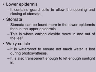 • Lower epidermis
– It contains guard cells to allow the opening and
closing of stomata.
• Stomata
– Stomata can be found more in the lower epidermis
than in the upper epidermis.
– This is where carbon dioxide move in and out of
the leaf.
• Waxy cuticle
– It is waterproof to ensure not much water is lost
during photosynthesis.
– It is also transparent enough to let enough sunlight
in.
 