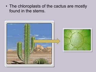 • The chloroplasts of the cactus are mostly
found in the stems.
 