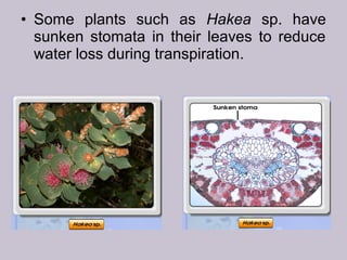 • Some plants such as Hakea sp. have
sunken stomata in their leaves to reduce
water loss during transpiration.
 