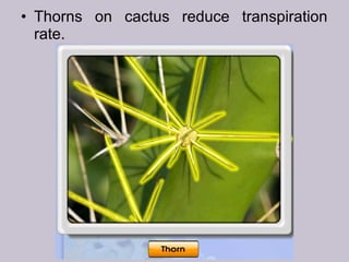 • Thorns on cactus reduce transpiration
rate.
 