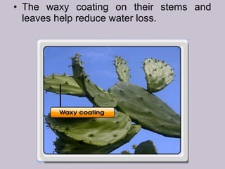 • The waxy coating on their stems and
leaves help reduce water loss.
 