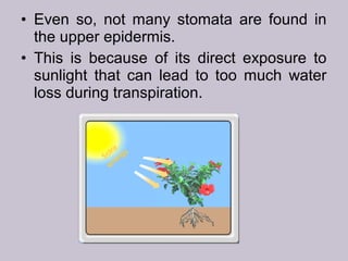 • Even so, not many stomata are found in
the upper epidermis.
• This is because of its direct exposure to
sunlight that can lead to too much water
loss during transpiration.
 