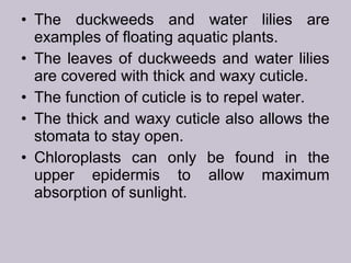 • The duckweeds and water lilies are
examples of floating aquatic plants.
• The leaves of duckweeds and water lilies
are covered with thick and waxy cuticle.
• The function of cuticle is to repel water.
• The thick and waxy cuticle also allows the
stomata to stay open.
• Chloroplasts can only be found in the
upper epidermis to allow maximum
absorption of sunlight.
 