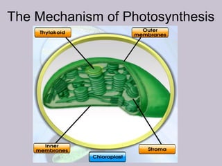 The Mechanism of Photosynthesis
 
