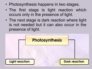 • Photosynthesis happens in two stages.
• The first stage is light reaction which
occurs only in the presence of light.
• The next stage is dark reaction where light
is not needed but it can also occur in the
presence of light.
 