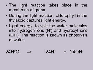 • The light reaction takes place in the
membrane of grana.
• During the light reaction, chlorophyll in the
thylakoid captures light energy.
• Light energy, to split the water molecules
into hydrogen ions (H+
) and hydroxyl ions
(OH-
). The reaction is known as photolysis
of water.
24H2
O → 24H+
+ 24OH-
 