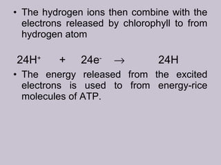 • The hydrogen ions then combine with the
electrons released by chlorophyll to from
hydrogen atom
• The energy released from the excited
electrons is used to from energy-rice
molecules of ATP.
24H+
+ 24e-
→ 24H
 