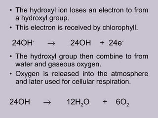 • The hydroxyl ion loses an electron to from
a hydroxyl group.
• This electron is received by chlorophyll.
• The hydroxyl group then combine to from
water and gaseous oxygen.
• Oxygen is released into the atmosphere
and later used for cellular respiration.
24OH-
→ 24OH + 24e-
24OH → 12H2O + 6O2
 