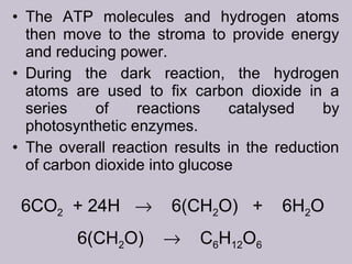 • The ATP molecules and hydrogen atoms
then move to the stroma to provide energy
and reducing power.
• During the dark reaction, the hydrogen
atoms are used to fix carbon dioxide in a
series of reactions catalysed by
photosynthetic enzymes.
• The overall reaction results in the reduction
of carbon dioxide into glucose
6CO2 + 24H → 6(CH2O) + 6H2O
6(CH2O) → C6H12O6
 