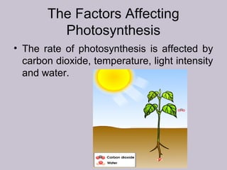 The Factors Affecting
Photosynthesis
• The rate of photosynthesis is affected by
carbon dioxide, temperature, light intensity
and water.
 