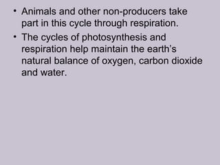 • Animals and other non-producers take
part in this cycle through respiration.
• The cycles of photosynthesis and
respiration help maintain the earth’s
natural balance of oxygen, carbon dioxide
and water.
 