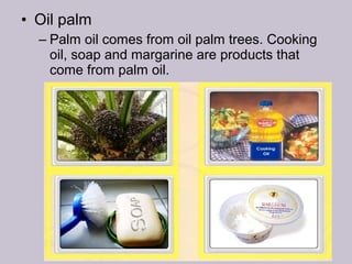 • Oil palm
– Palm oil comes from oil palm trees. Cooking
oil, soap and margarine are products that
come from palm oil.
 