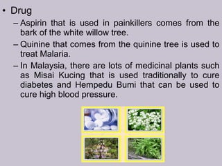 • Drug
– Aspirin that is used in painkillers comes from the
bark of the white willow tree.
– Quinine that comes from the quinine tree is used to
treat Malaria.
– In Malaysia, there are lots of medicinal plants such
as Misai Kucing that is used traditionally to cure
diabetes and Hempedu Bumi that can be used to
cure high blood pressure.
 