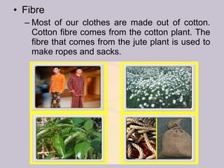 • Fibre
– Most of our clothes are made out of cotton.
Cotton fibre comes from the cotton plant. The
fibre that comes from the jute plant is used to
make ropes and sacks.
 