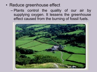 • Reduce greenhouse effect
– Plants control the quality of our air by
supplying oxygen. It lessens the greenhouse
effect caused from the burning of fossil fuels.
 