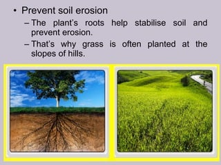 • Prevent soil erosion
– The plant’s roots help stabilise soil and
prevent erosion.
– That’s why grass is often planted at the
slopes of hills.
 