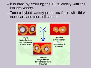 – It is bred by crossing the Dura variety with the
Pisifera variety.
– Tenera hybrid variety produces fruits with thick
mesocarp and more oil content.
 