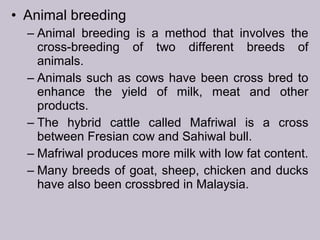 • Animal breeding
– Animal breeding is a method that involves the
cross-breeding of two different breeds of
animals.
– Animals such as cows have been cross bred to
enhance the yield of milk, meat and other
products.
– The hybrid cattle called Mafriwal is a cross
between Fresian cow and Sahiwal bull.
– Mafriwal produces more milk with low fat content.
– Many breeds of goat, sheep, chicken and ducks
have also been crossbred in Malaysia.
 