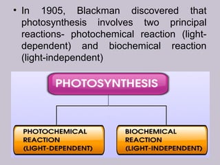 • In 1905, Blackman discovered that
photosynthesis involves two principal
reactions- photochemical reaction (light-
dependent) and biochemical reaction
(light-independent)
 