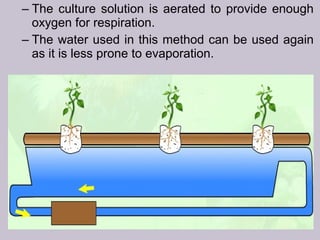 – The culture solution is aerated to provide enough
oxygen for respiration.
– The water used in this method can be used again
as it is less prone to evaporation.
 