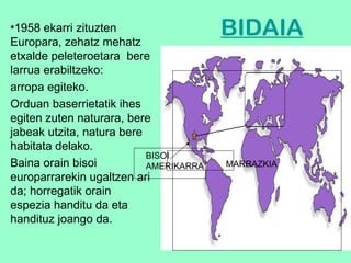 BIDAIA 1958 ekarri zituzten Europara, zehatz mehatz etxalde peleteroetara  bere larrua erabiltzeko:  arropa egiteko.  Orduan baserrietatik ihes egiten zuten naturara, bere jabeak utzita, natura bere habitata delako. Baina orain bisoi europarrarekin ugaltzen ari da; horregatik orain espezia handitu da eta handituz joango da.   MARRAZKIA BISOI AMERIKARRA 