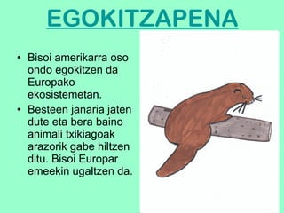 EGOKITZAPENA Bisoi amerikarra oso ondo egokitzen da Europako ekosistemetan.  Besteen janaria jaten dute eta bera baino animali txikiagoak arazorik gabe hiltzen ditu. Bisoi Europar emeekin ugaltzen da. 