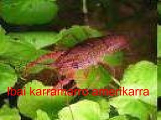 IBAI KARRAMARRO AMERIKARRA Ibai karramarro amerikarra 
