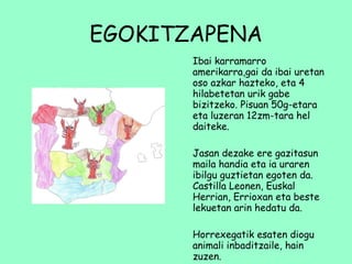 EGOKITZAPENA Ibai karramarro amerikarra,gai da ibai uretan oso azkar hazteko, eta 4 hilabetetan urik gabe bizitzeko. Pisuan 50g-etara  eta luzeran 12zm-tara hel daiteke.  Jasan dezake ere gazitasun maila handia eta ia uraren ibilgu guztietan egoten da. Castilla Leonen, Euskal Herrian, Errioxan eta beste lekuetan arin hedatu da. Horrexegatik esaten diogu animali inbaditzaile, hain zuzen. 