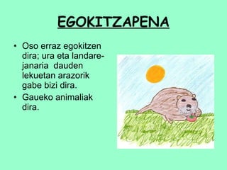 EGOKITZAPENA Oso erraz egokitzen dira; ura eta landare-janaria  dauden lekuetan arazorik gabe bizi dira.  Gaueko animaliak dira. 