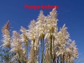 Panpa-belarra 