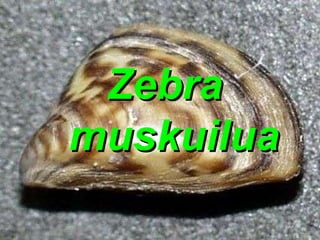 Zebra  muskuilua 