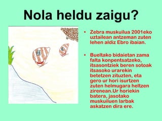 Nola heldu zaigu? Zebra muskuilua 2001eko uztailean antzeman zuten lehen aldiz Ebro ibaian. Bueltako bidaietan zama falta konpentsatzeko, itsasontziek beren sotoak itsasoko urarekin betetzen zituzten, eta gero ur hori isurtzen zuten helmugara heltzen zirenean.Ur horiekin batera, jasotako muskuiluen larbak askatzen dira ere. 