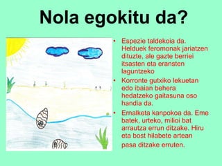 Nola egokitu da? Espezie taldekoia da. Helduek feromonak jariatzen dituzte, ale gazte berriei itsasten eta eransten laguntzeko   Korronte gutxiko lekuetan edo ibaian behera hedatzeko gaitasuna oso handia da.  Ernalketa kanpokoa da. Eme batek, urteko, milioi bat arrautza errun ditzake. Hiru eta bost hilabete artean pasa ditzake erruten.   
