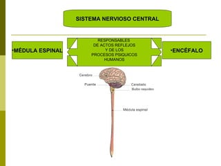 SISTEMA NERVIOSO CENTRAL MÉDULA ESPINAL ENCÉFALO RESPONSABLES  DE ACTOS REFLEJOS Y DE LOS PROCESOS PSIQUICOS HUMANOS 