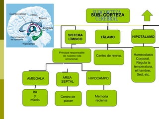 SUB- CORTEZA . SISTEMA LÍMBICO TÁLAMO HIPOTÁLAMO SUBCORTEZA CEREBRAL Principal responsable de nuestra vida emocional.  AMIGDALA ÁREA  SEPTAL HIPOCAMPO Ira y  miedo Centro de  placer Memoria reciente Centro de relevo. Homeostasis Corporal.  Regula la temperatura,  el hambre,  Sed, etc. 