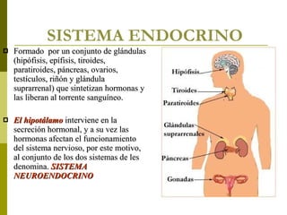 SISTEMA ENDOCRINO Formado  por un conjunto de glándulas (hipófisis, epífisis, tiroides, paratiroides, páncreas, ovarios, testículos, riñón y glándula suprarrenal) que sintetizan hormonas y las liberan al torrente sanguíneo.  El hipotálamo   interviene en la secreción hormonal, y a su vez las hormonas afectan el funcionamiento del sistema nervioso, por este motivo, al conjunto de los dos sistemas de les denomina.  SISTEMA NEUROENDOCRINO 
