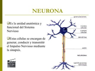 NEURONA Es la unidad anatómica y funcional del Sistema Nervioso Estas células se encargan de generar, conducir y transmitir el Impulso Nervioso mediante la sinapsis. 