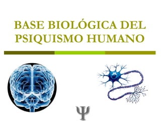 BASE BIOLÓGICA DEL PSIQUISMO HUMANO 